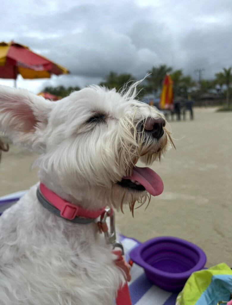 Luna, pet da advogada Ana Laura Corrêa, em sua primeira vez na praia. Foto: Ana Laura Corrêa.