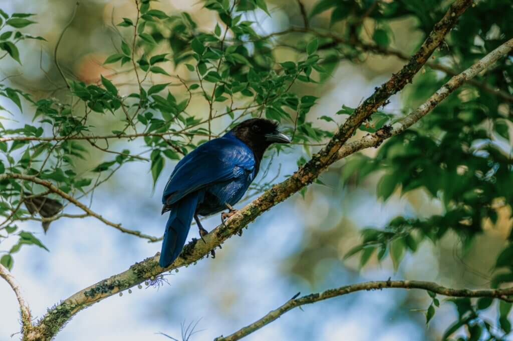 Observação de aves Ekôa Park
