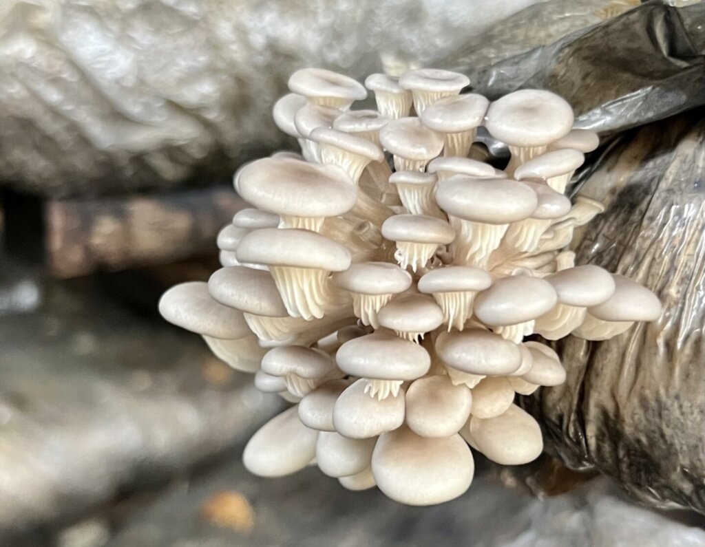 Cultivo de shimeji da Suzana Shiitake/ Foto: Fernanda Antônia Bernardes