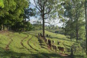 Fazenda Pardinho / Foto: Divulgação